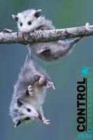 Possum Pest Control Melbourne image 2